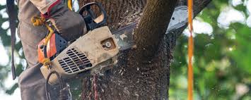 How Our Tree Care Process Works  in  Albany, CA