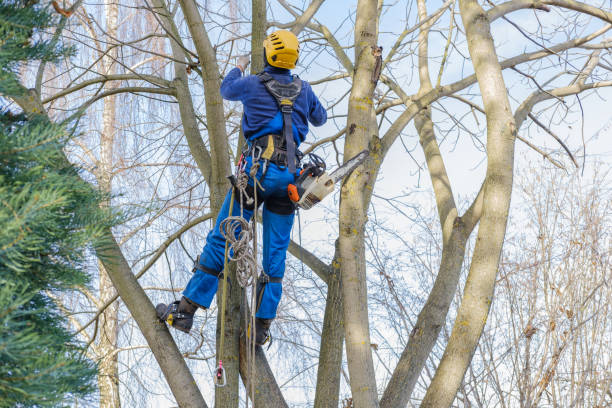 Best Commercial Tree Services  in Albany, CA